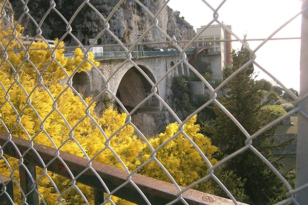 Quanto pesano i fiori?